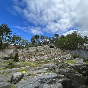 Snow Leopard Exhibit