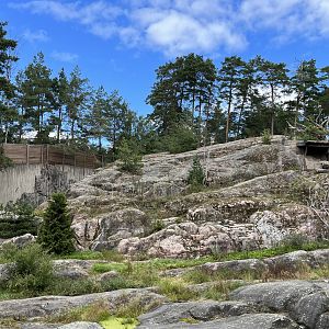 Snow Leopard Exhibit