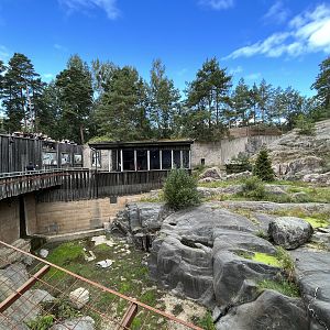 Snow Leopard Exhibit
