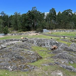 South American Pampas