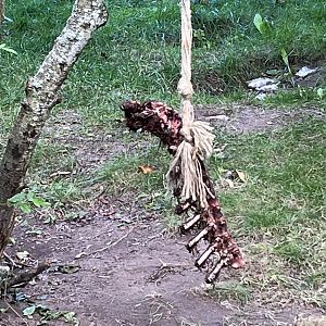 Ribs in Bush Dog Exhibit
