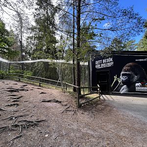 European Lynx Exhibit