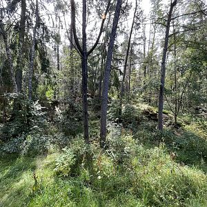 European Lynx Exhibit