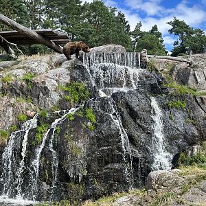 Brown Bear Exhibit - wow!!