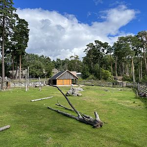 Mishmi Takin Exhibit