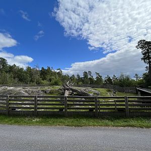Domestic Goat Exhibit