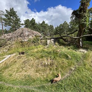 Bush Dog Exhibit