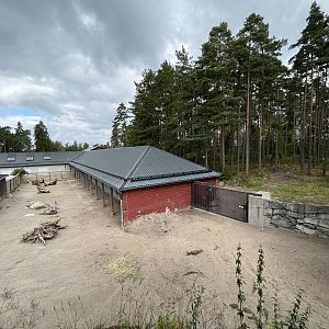 Sable Antelope - side yard