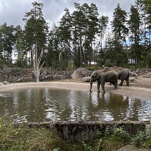 Asian Elephant Exhibit