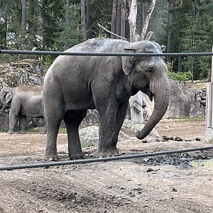 Asian Elephants