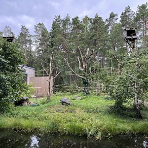 White-handed Gibbon Exhibit