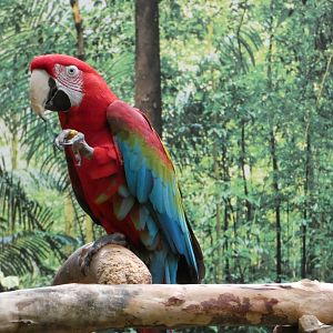 Carmen or Maria (Green-winged macaw)