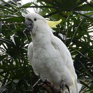 Mali (Sulphur-crested cockatoo)
