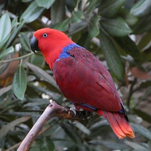 Ruby (Eclectus parrot)