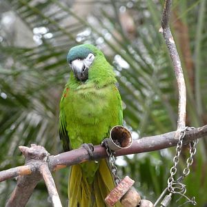 Nelson (Red-shouldered macaw)