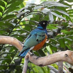 Superb starling