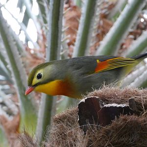 Red-billed leiothrix