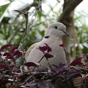 Eurasian collared dove