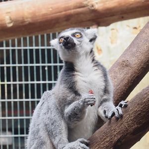 Ring-Tailed Lemur