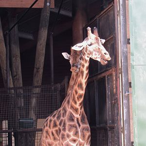 Rothschild’s Giraffe