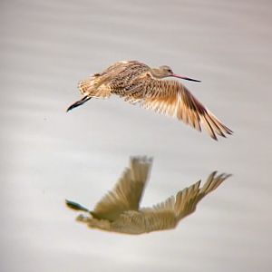 Marbled Godwit