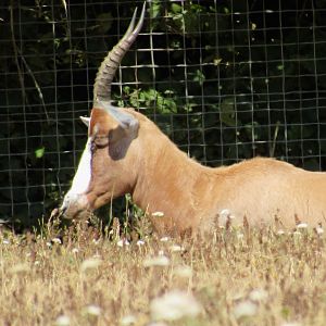 Blesbok