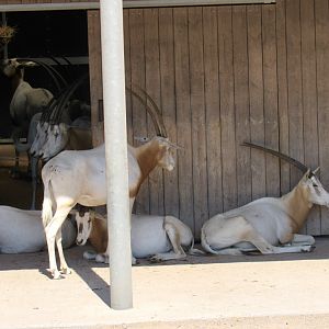 Scimitar-Horned Oryx