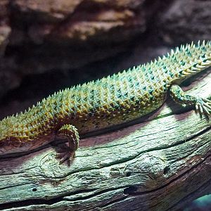 Aug. 2022 - The Desert - Pygmy Spiny-tailed Skink
