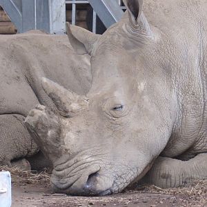 Southern White Rhinoceros