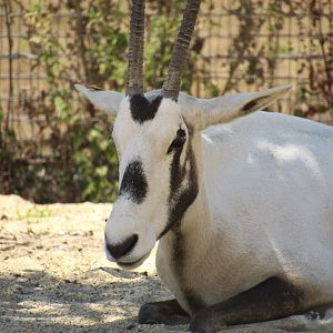 Arabian Oryx