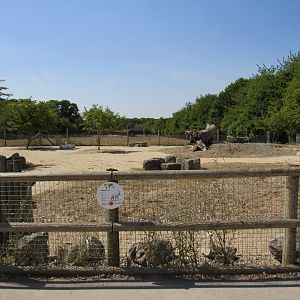 Arabian Oryx Exhibit