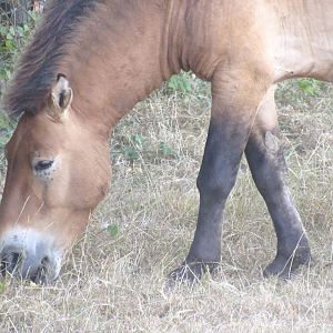 Przewalski’s Horse