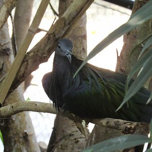Nicobar Pigeon