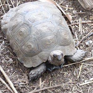 Northern Brown Tortoise