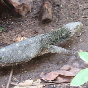 Crocodile Monitor