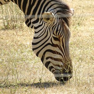 Hartmann’s Mountain Zebra