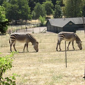 Hartmann’s Mountain Zebra