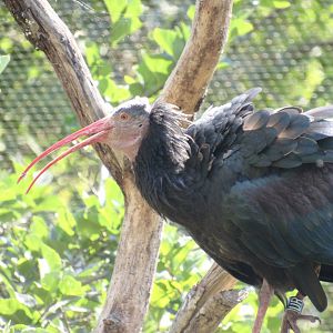 Northern Bald Ibis