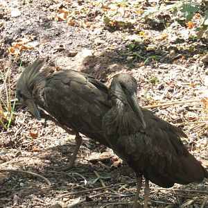 Hamerkop