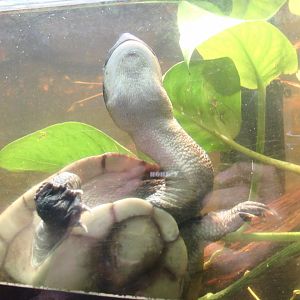 Roti Island Snake-Necked Turtle
