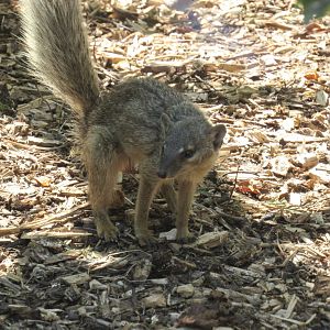 Narrow-Striped Vontsira