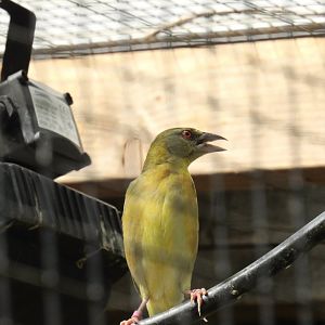 Village Weaver
