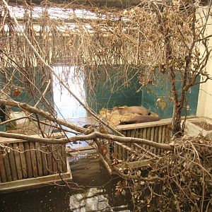 Brazilian Tapir House