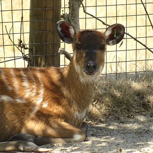 Sitatunga