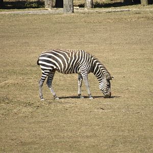 Plains Zebra