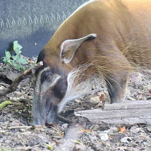Red River Hog
