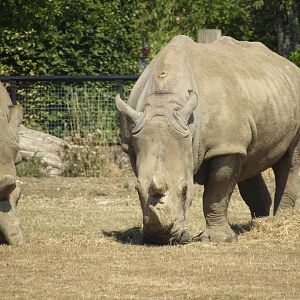 Southern White Rhinoceros