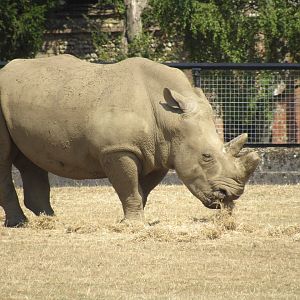 Southern White Rhinoceros