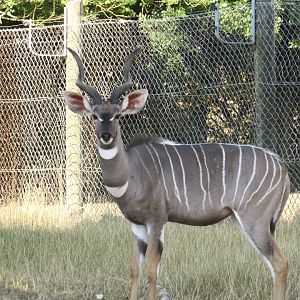Lesser Kudu