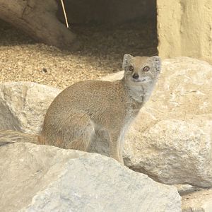 Yellow Mongoose